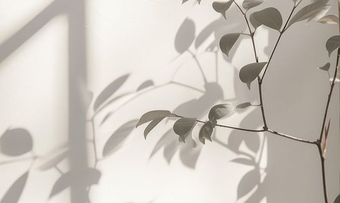 Ziziphus spina-christi — most između prošlosti i budućnosti njege